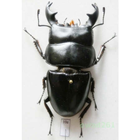 Dorcus alcides (Vollenhoven, 1865) +70mm Indonesia, Sumatra Is10e